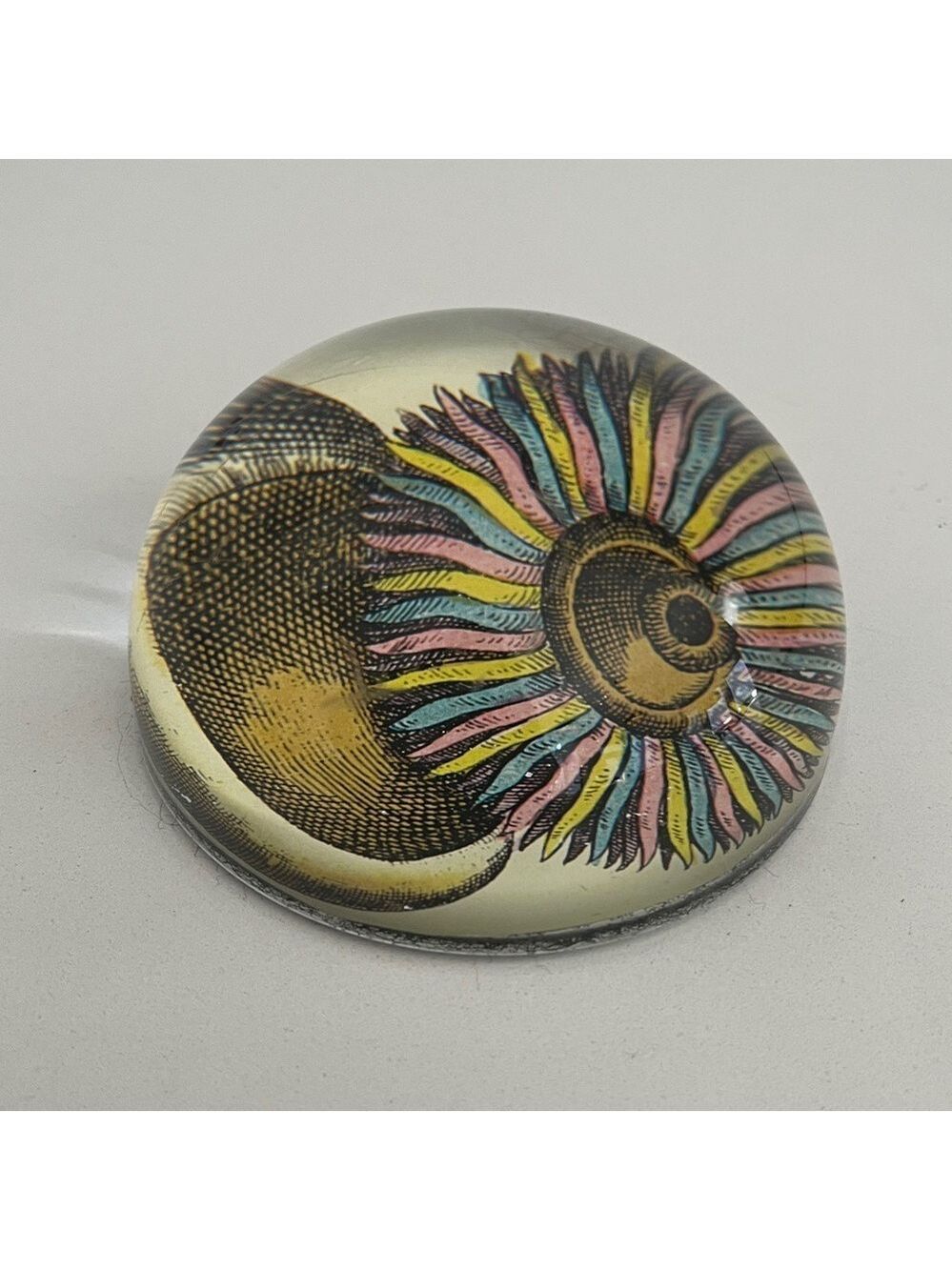 JOHN DERIAN Glass Dome Paperweight Decoupage Sea Anemone Decor Handmade - Picture 3 of 16